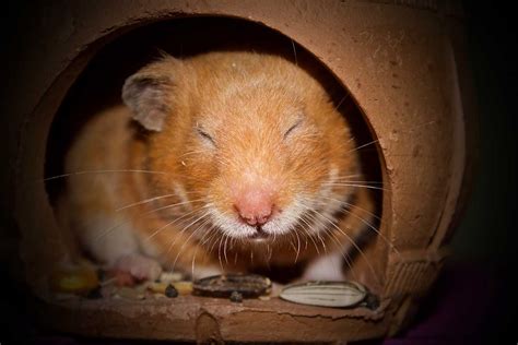 Do Hamsters Hibernate in Winter? (And What Is Torpor?) – Hamsters101.com