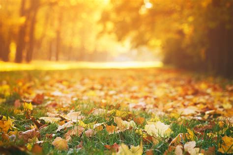 fallen autumn leaves on grass in sunny morning light - Swingle Landscape, Lawn Care & Tree Service