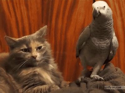 Parrot GIFs - Find & Share on GIPHY