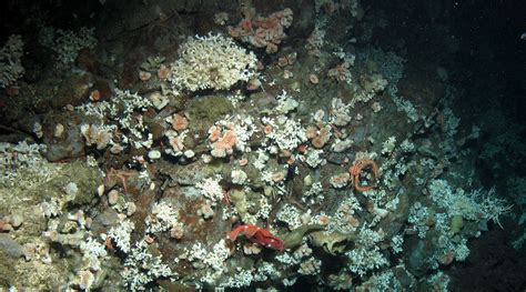 Coralporosis: Ocean Acidification Leaves Deep-Sea Coral Reefs at Risk ...