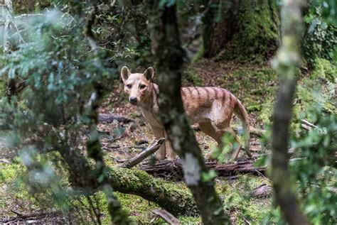 20+ Real Tasmanian Tiger Sightings, Ide Spesial!