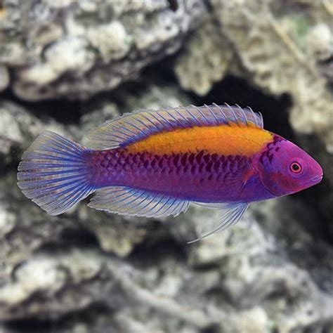 Orange-Back Fairy Wrasse