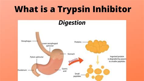 What is a Trypsin Inhibitor - YouTube