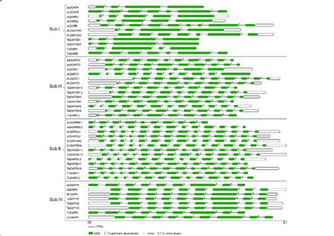 Structure analysis of GAPDH gene families in Arabidopsis thaliana ...