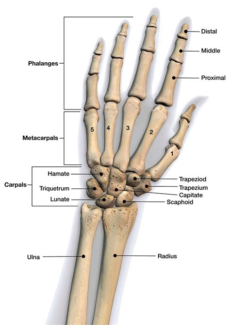 Thumb Arthritis Surgery Recovery