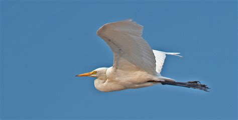 Intermediate Egret - Owen Deutsch Photography