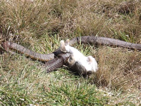 Tiger Snake Eats Rabbit Photograph by Alex Mortensen | Fine Art America