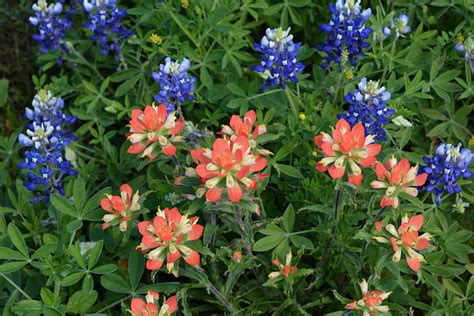 Bluebonnet and Indian Paintbrush Photograph by Brigitta Diaz - Pixels