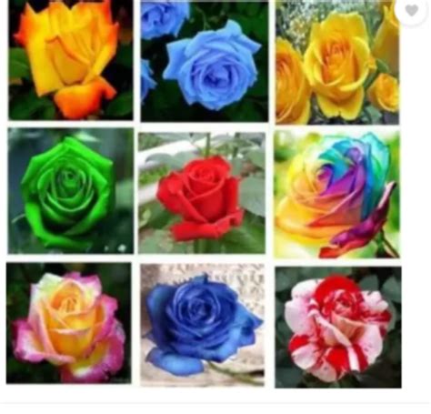 Rose Seeds - Wholesale Price & Mandi Rate for Rose Seeds in India