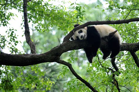 China launches new biodiversity protection fund | Inquirer Technology