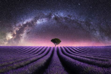 Lavenders at night - Mads Peter Iversen on Fstoppers