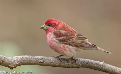 Photographing Purple Finches - The Groundwork of Bird Photography | Welcome to ...