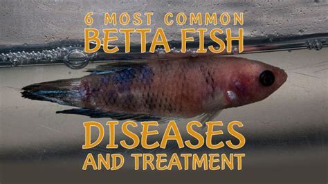 6 Most Common Betta Fish Diseases and Treatments - Nice Betta Thailand ...