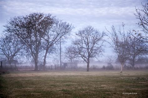 Foggy Days – Sonya Lira Photography