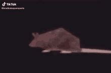 Spinning Rat Rat GIF - Spinning Rat Rat Spinning - Discover & Share GIFs