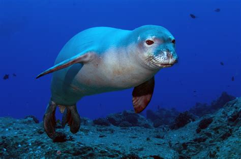 Let's Draw Endangered Species! : ): Hawaiian Monk Seal