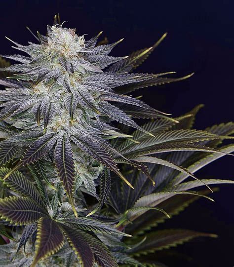 Buy Ghost Train Haze #1 feminized seeds by Rare Dankness Seeds ...