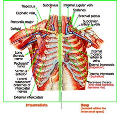 Thorax Anatomy/System flashcards | Quizlet