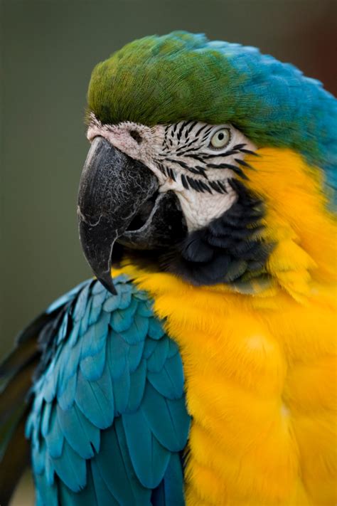 Blue and Gold Macaw - Cougar Mountain Zoo