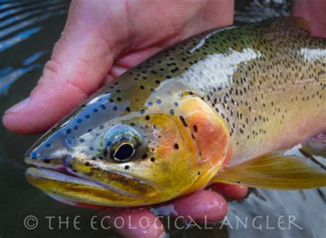 The Ecological Angler - Westslope Cutthroat Trout