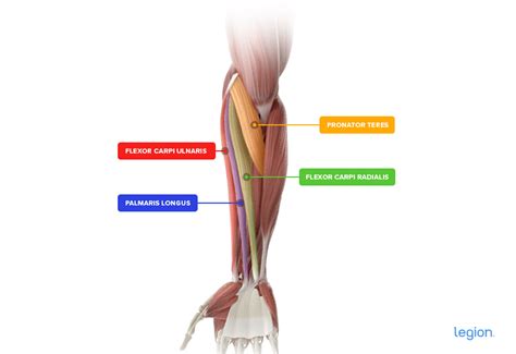 How to Work Forearms: The Best Forearm Workouts | Legion