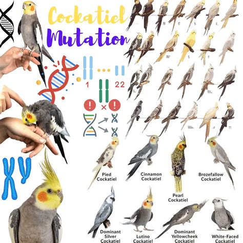 Cockatiel Mutation - The terms of genetics applied to cockatiel