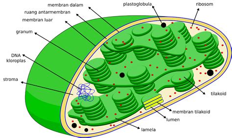 Fungsi Kloroplas dan Srtukturnya dalam Sel Tumbuhan (Lengkap)