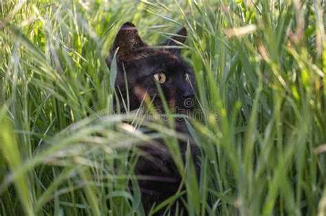 Beautiful Black Cat with Yellow Eyes in the Tall Grass Stock Photo - Image of tabby, hair: 247658262