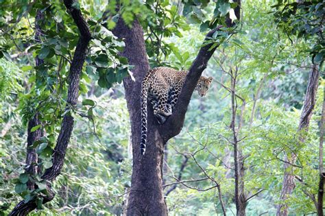 Best Places To See Leopards In India | Satpura Tiger Reserve