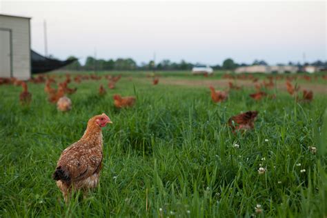 Will Harris & White Oak Pastures Farm: The Dirt Underneath — THE BITTER ...