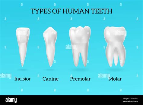 Canine human teeth Stock Vector Images - Alamy