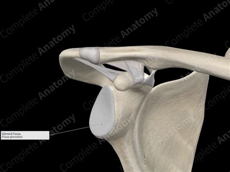 Glenoid Fossa | Complete Anatomy