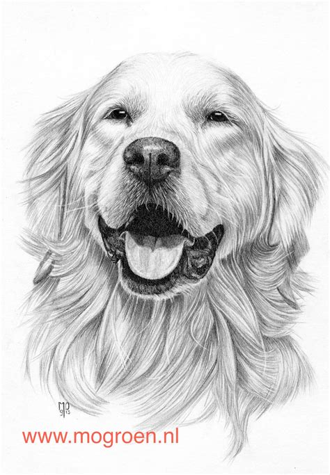 Drawing Golden Retriever by mo62 on DeviantArt