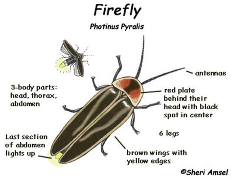 Firefly Anatomy - Entomology 300 Final Project