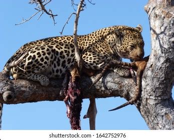 714 Leopard Eating Prey Images, Stock Photos & Vectors | Shutterstock