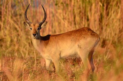 Lechwe - The Animal Facts - Appearance, Diet, Habitat, Lifespan, Behavior