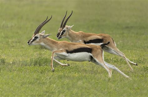 The Thomson's Gazelle — Kevin Pepper Photography