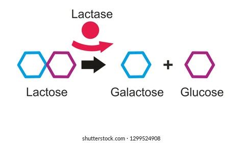 Lactose Made Galactose Glucose Lactose Intolerance Stock Illustration 1299524908 | Shutterstock