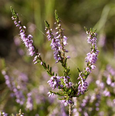 Calluna vulgaris (Scotch Heather, Scottish Heather) | North Carolina ...