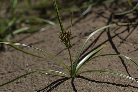 Cyperus rotundus - Plant Biodiversity of South-Western Morocco