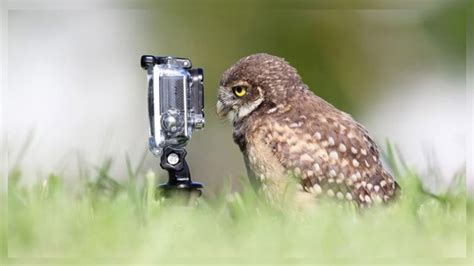 Wild photographers: 20 curious animals with cameras | Page 4 of 4 | Volganga