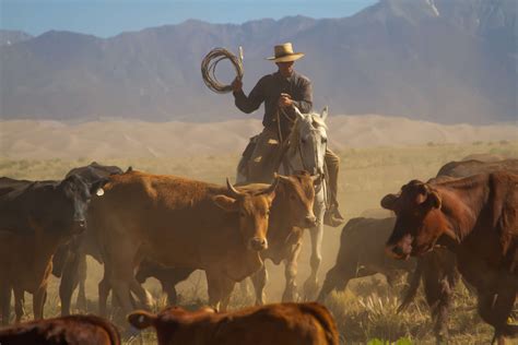 Cattle drives and riding holidays | Equus Journeys