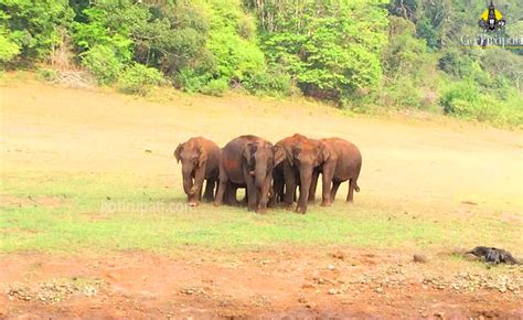 GoTirupati: Periyar wildlife sanctuary Thekkady