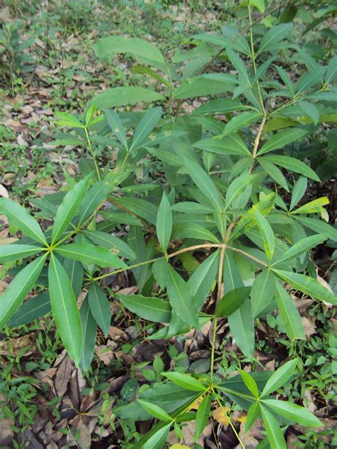 File:Alstonia scholaris leaves.jpg