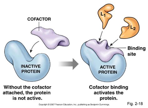 Cofactors