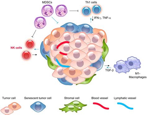 Cellular Senescence: Aging, Cancer, and Injury | Physiological Reviews