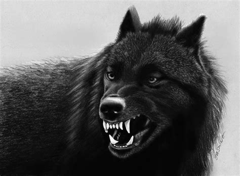 Black Wolf Wallpapers on WallpaperDog