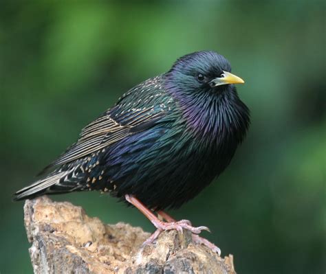 European Starling