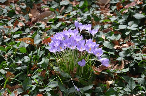 Crocus: A Fine Start To Spring | What Grows There :: Hugh Conlon, Horticulturalist, Professor ...