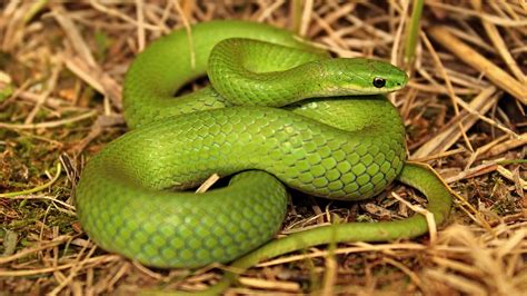 Snakes of Colorado | Museum of Natural History | University of Colorado ...